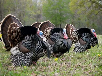 Кішкентай лесбиянкалар туралы бейне