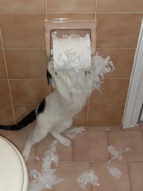 Звуки блюющих котов. Кот разматывает туалетную бумагу. Туалетная бумага с котиками. Кот разодрал туалетную бумагу. Котенок и туалетная бумага.