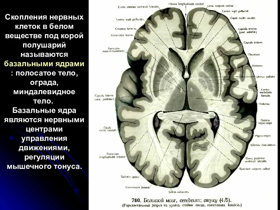 Базальные ядра головного мозга анатомия. Подкорковые базальные ганглии. Базальные подкорковые ядра головного мозга. Базальные ядра конечного мозга полосатое тело.