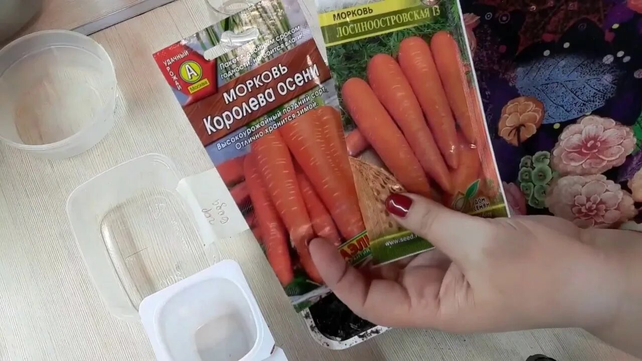Можно ли перед посадкой моркови. Семена моркови замочить. Семена моркови замачивание. Замачивание семян моркови.