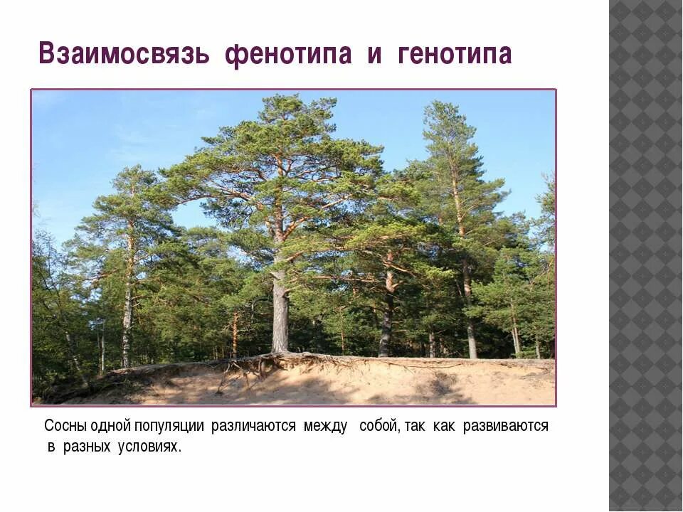 сосна растущая на открытом месте. сосна растущая на открытом месте. модификационная изменчивость примеры. модификация изменчивости. сосна обыкновенная форма кроны.