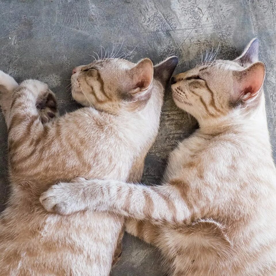 I have two cats