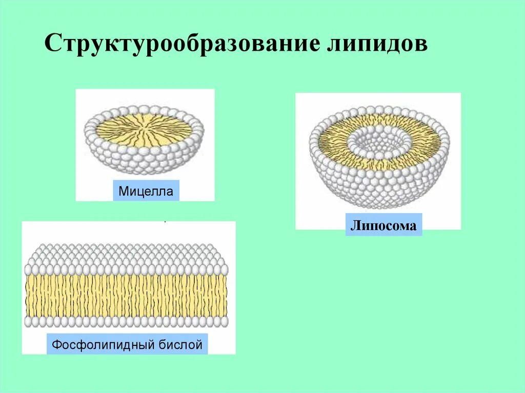 Строение смешанной мицеллы биохимия. Мицеллы биохимия липиды. Структура мицеллы липидов. Строение мицеллы липидов. Строение смешанной мицеллы.