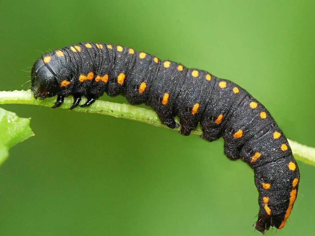 Гусеница моли «белый кедр». Стрельчатка кленовая гусеница. Как называется гусеница. Гусеница травяной шелкопряд травяной. Бражник крымский гусеница.