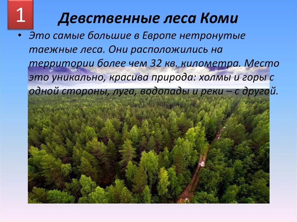 Леса коми где. Леса Коми наследие ЮНЕСКО. Печоро-Илычский заповедник девственные леса. Всемирное природное наследие девственные леса Коми. Растительный мир девственных лесов Коми.