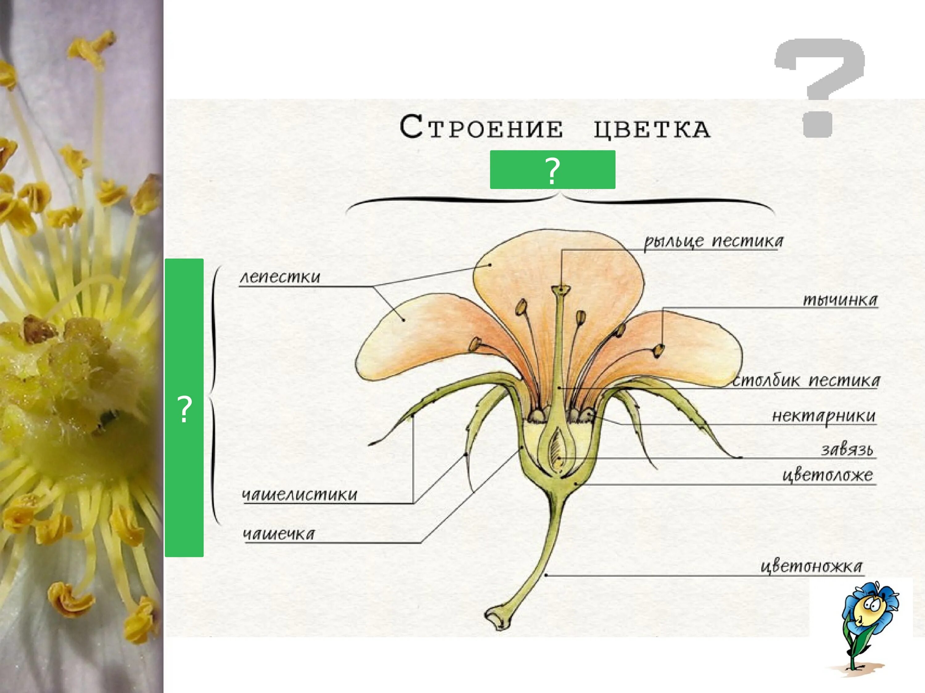 Цветки имеют нектарники. Чашелистики пестик тычинки венчик. Строение пестика цветка. Строение тычинки цветка. Строение пестика и тычинки.