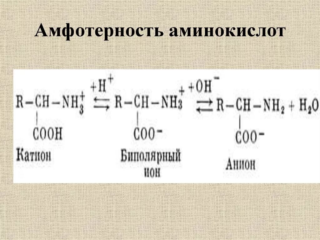 Амфотерность Альфа аминокислот. Химические свойства аминокислот амфотерные свойства. Химические свойства аминокислот Амфотерность. Амфотерный характер аминокислот. Аланин проявляет амфотерные свойства