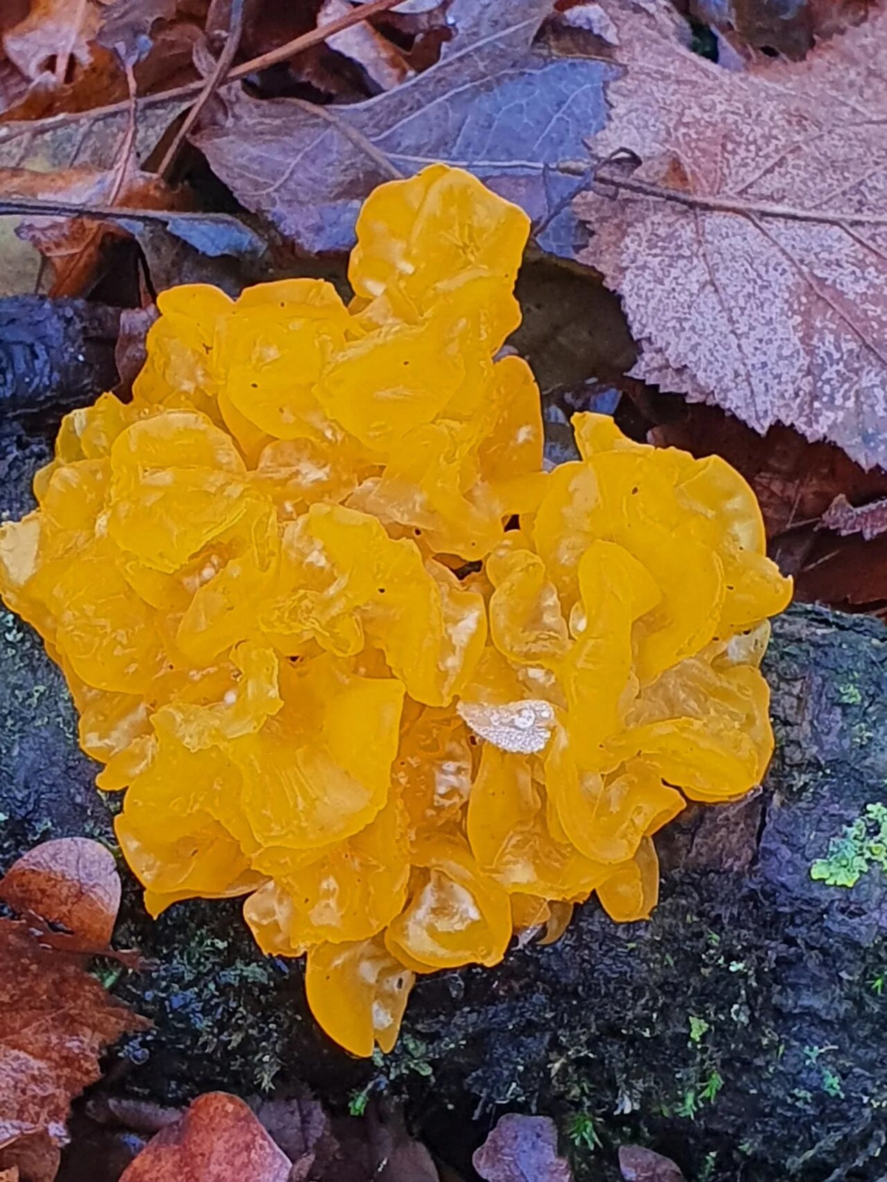 Дрожалка оранжевая гриб. Дрожалка оранжевая (Tremella mesenterica). Дрожалка оранжевая съедобный гриб. Дрожалка листоватая.