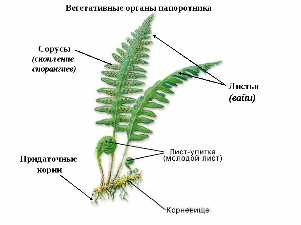 Внешнее строение папоротника щитовника. Папоротник Щитовник мужской строение. Папоротник Щитовник строение. Строение папоротниковидных растений. Вегетативные органы ели