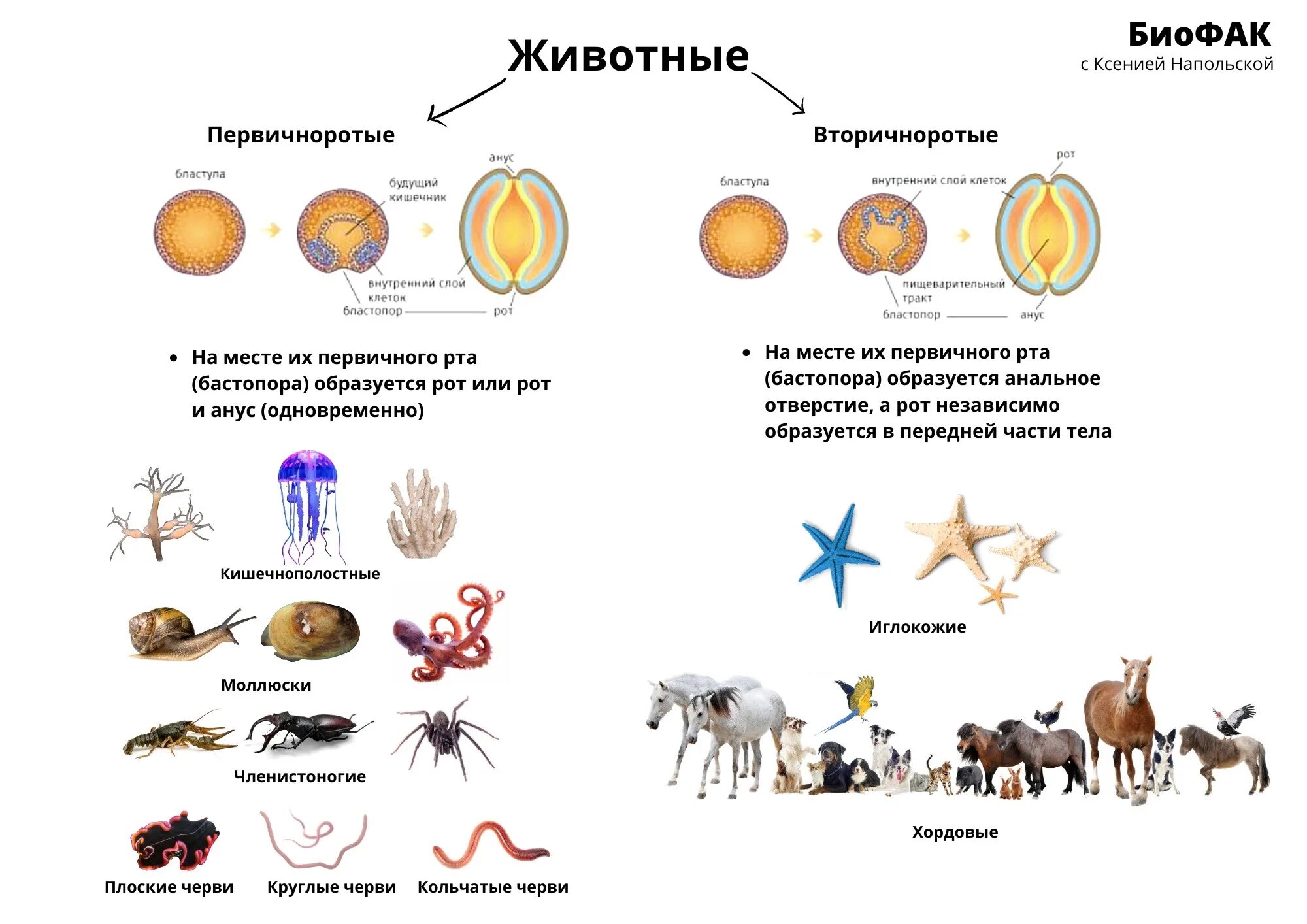 Какие животные вторичноротые