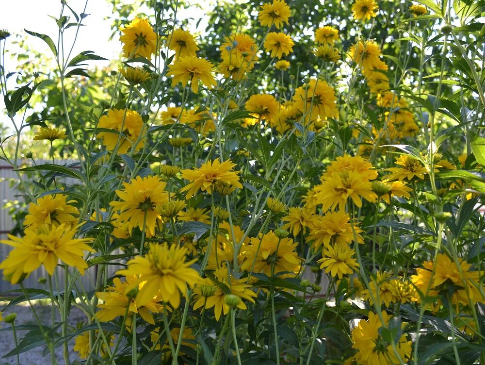 Рудбекия золотой шар. Rudbeckia laciniata рудбекия золотой шар. Рудбекия рассеченная золотые шары. Жёлтые многолетники рудбекия золотой шар.