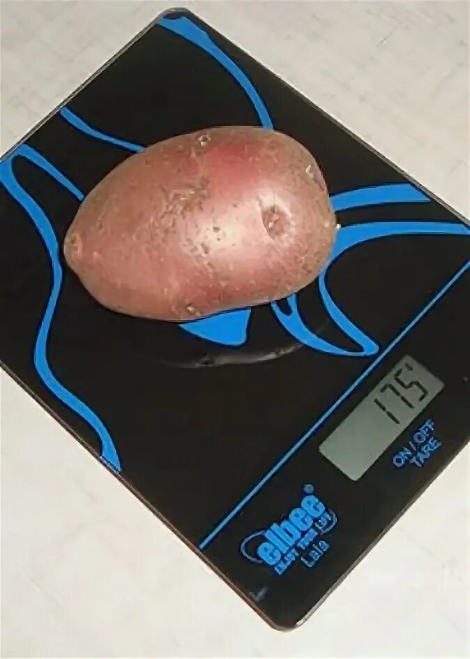 Вес 1 картофеля. Вес 1 средней картофелины. Вес 1 вареной картофелины. Вес картофеля 1 шт. Вес средней картофелины отварной.