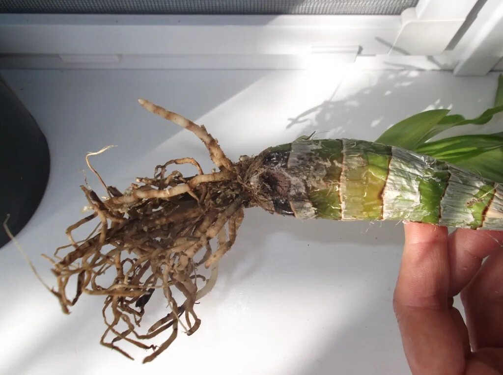 Орхидея take care. Обработка орхидей. Черные корни у орхидеи. Опрыскивание водой орхидеи. Обработка орхидей.