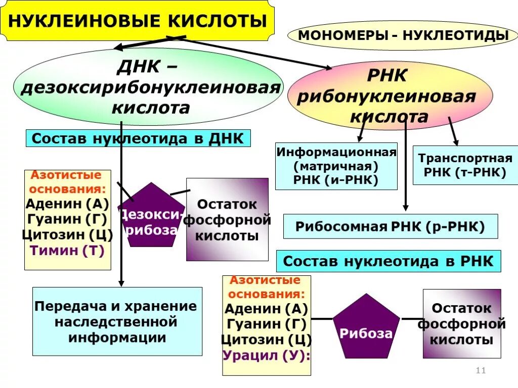 Нуклеиновые кислоты функции РНК. Нуклеиновые кислоты биология 10 класс таблица. Нуклеиновые кислоты ДНК И РНК. Структуры нуклеиновых кислот таблица. Нуклеиновые кислоты рнк функции