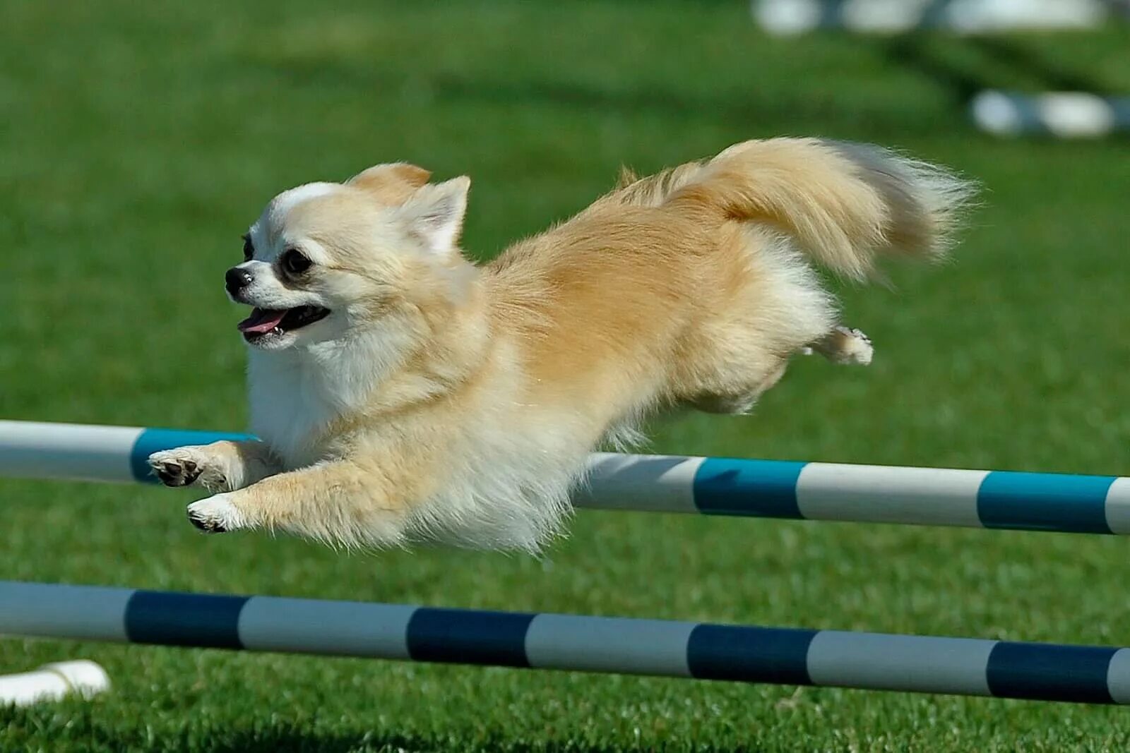 Sport dogs. Sport dogs. аджилити джек рассел. Sport dogs. спорт с собакой аджилити.