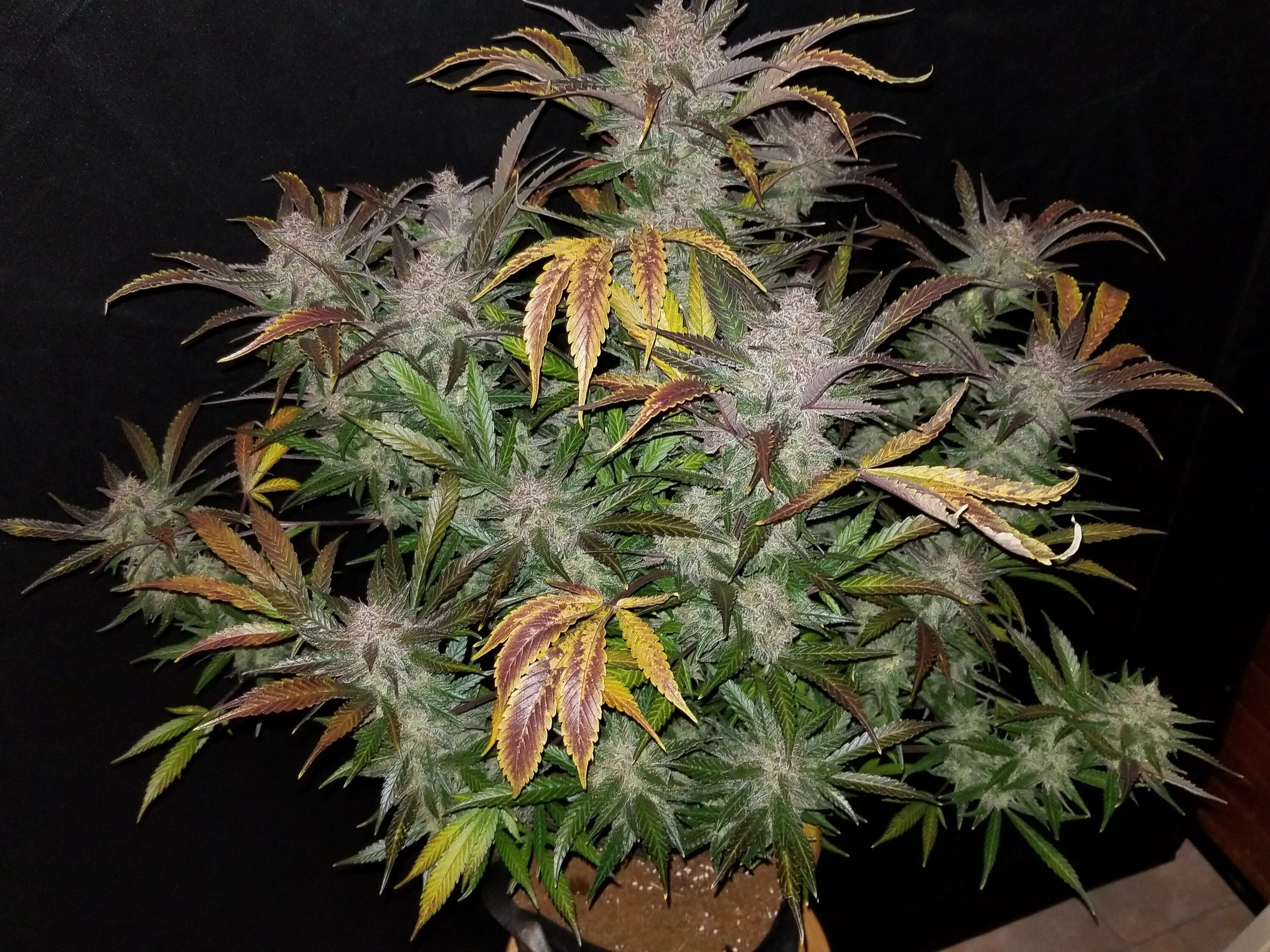 Auto cookies. Colorado cookies сорт. Girl scout cookies сорт конопли. Auto cookies. Gorilla cookies fastbuds.