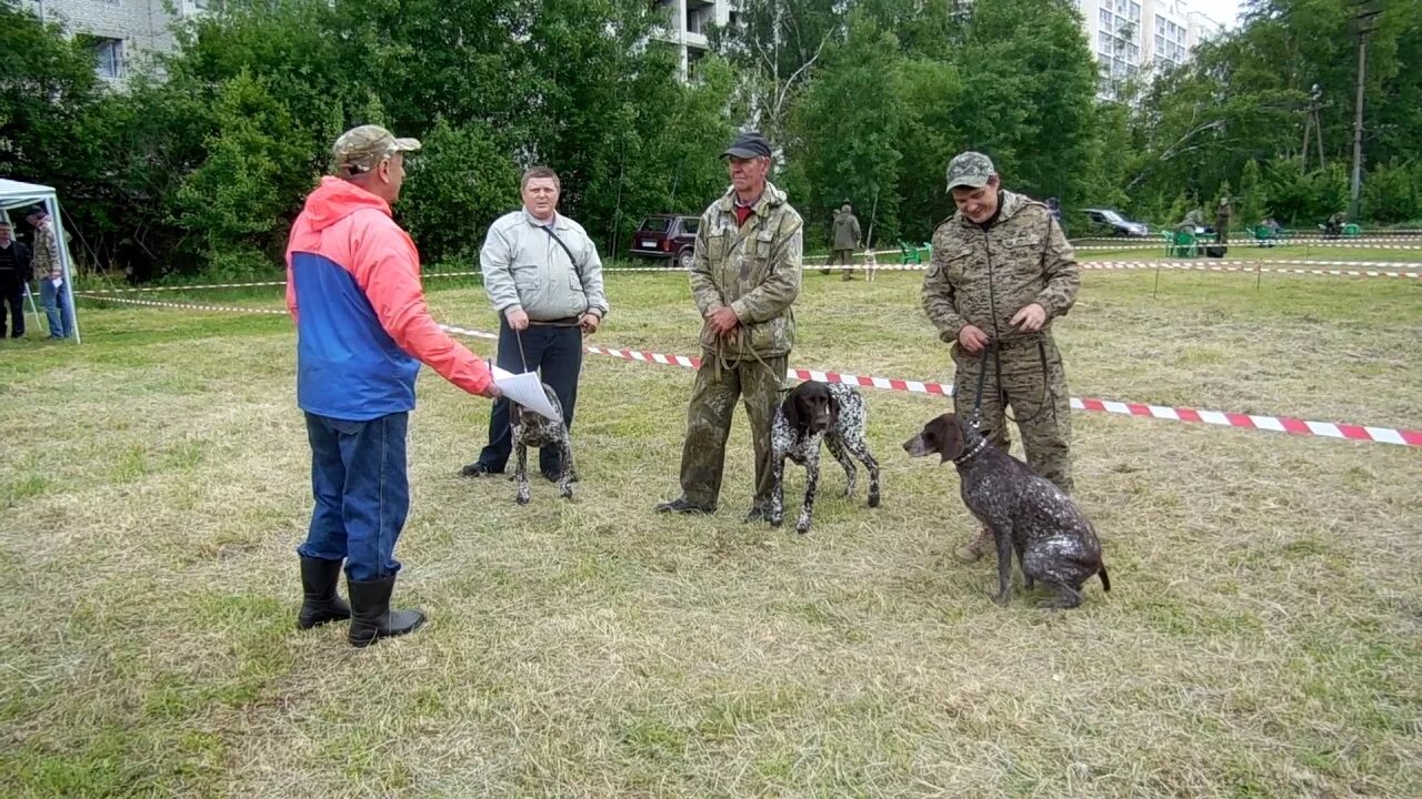 РОРС собаководство. Выставка охотничьих собак Курцхаар. Выставка легавых собак. Всероссийская выставка охотничьих собак ринг.