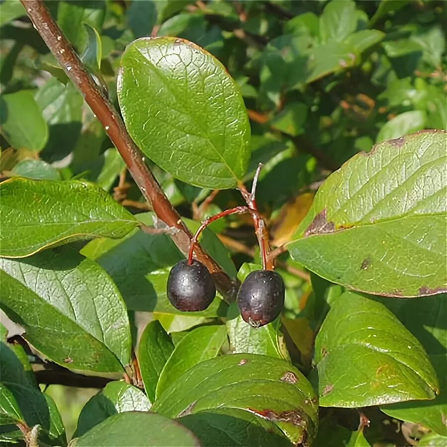 Cotoneaster lucidus - Image of an specimen - Plantarium