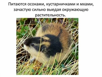 Животные тундры 4 класс окружающий мир лемминг