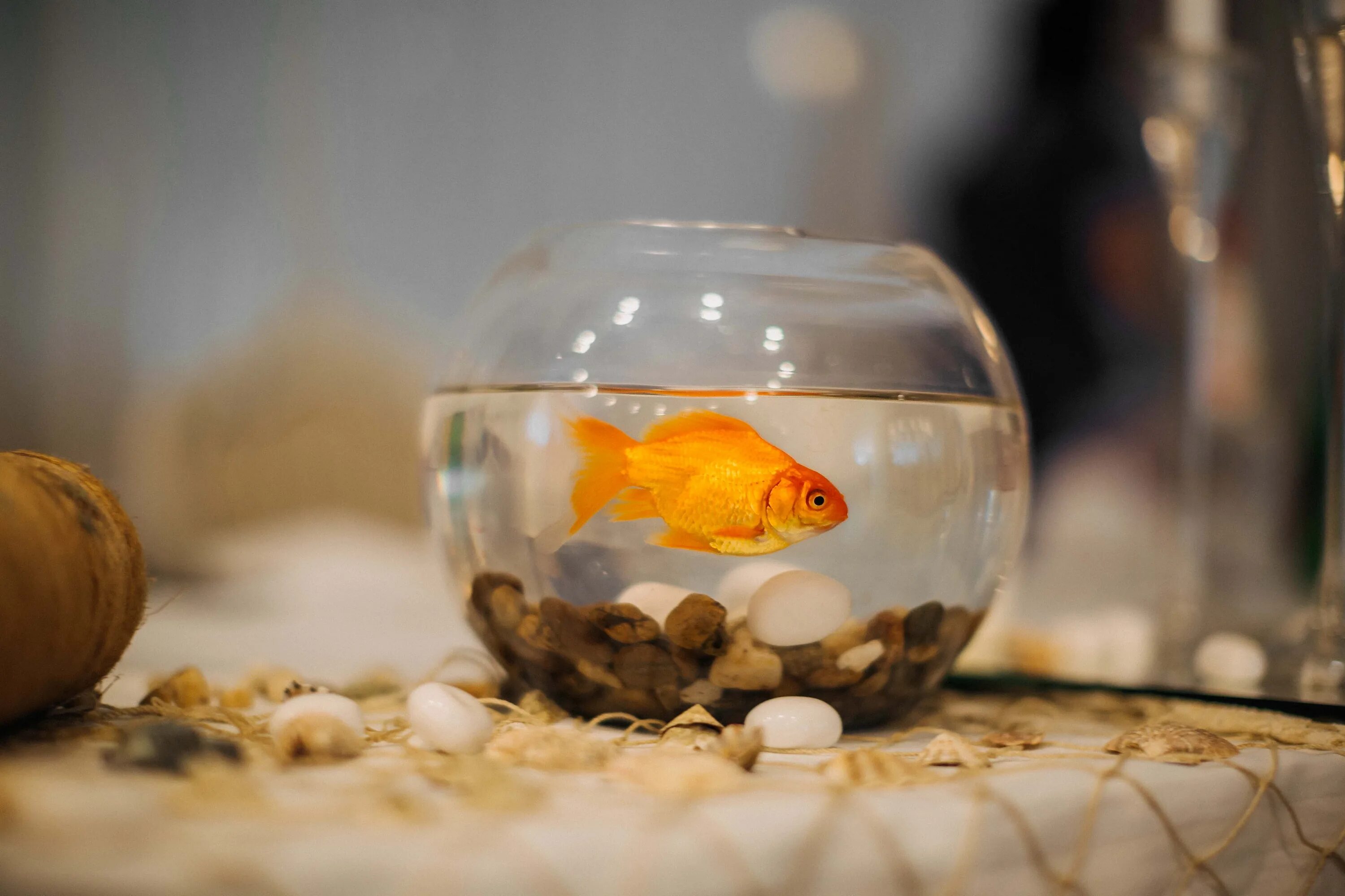 Рыбам нужен воздух. Рыбки для аквариума. Золотая рыбка в аквариуме. Золотая рыбка в аквариуме фото. Стеклянная рыбка.