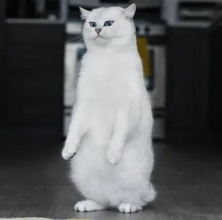 Спокойно белый