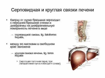 Где находится круглая связка