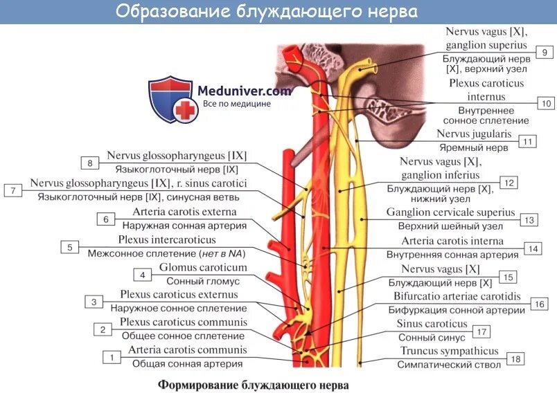 Головной отдел блуждающего нерва. Схема блуждающего нерва анатомия. Анатомия шейного отдела блуждающего нерва. Топография блуждающих нервов схема. Анатомия грудного отдела блуждающего нерва.