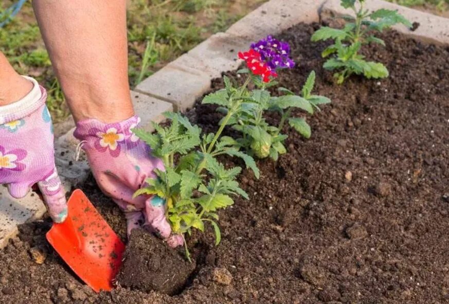 Можно ли посадить в июне