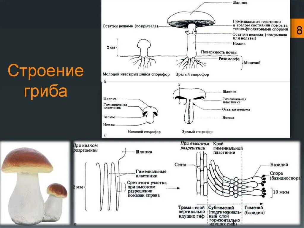 Строение гриба с грибницей. Строение шляпочного гриба ЕГЭ. Строение грибов 7 класс биология. Строение грибов 5 класс биология хитин.