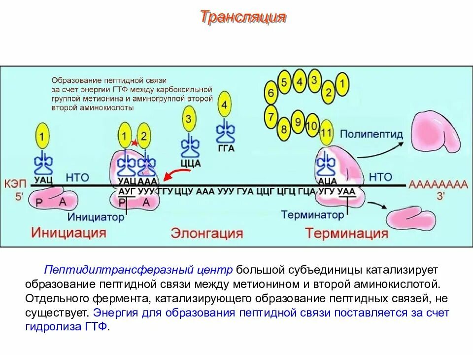 Транскрипция атф. Схема синтеза белка в рибосоме трансляция. Трансляция Биосинтез белка на рибосоме. Образование пептидных связей Биосинтез белка. Синтез полипептида на рибосоме.