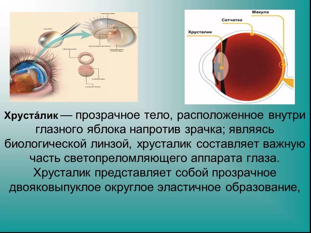 Зрачок какая структура. Хрусталик это в биологии 8 класс. Анатомия хрусталика глаза человека. Строение хрусталика глаза анатомия. Хрусталики глаза строение глаза.