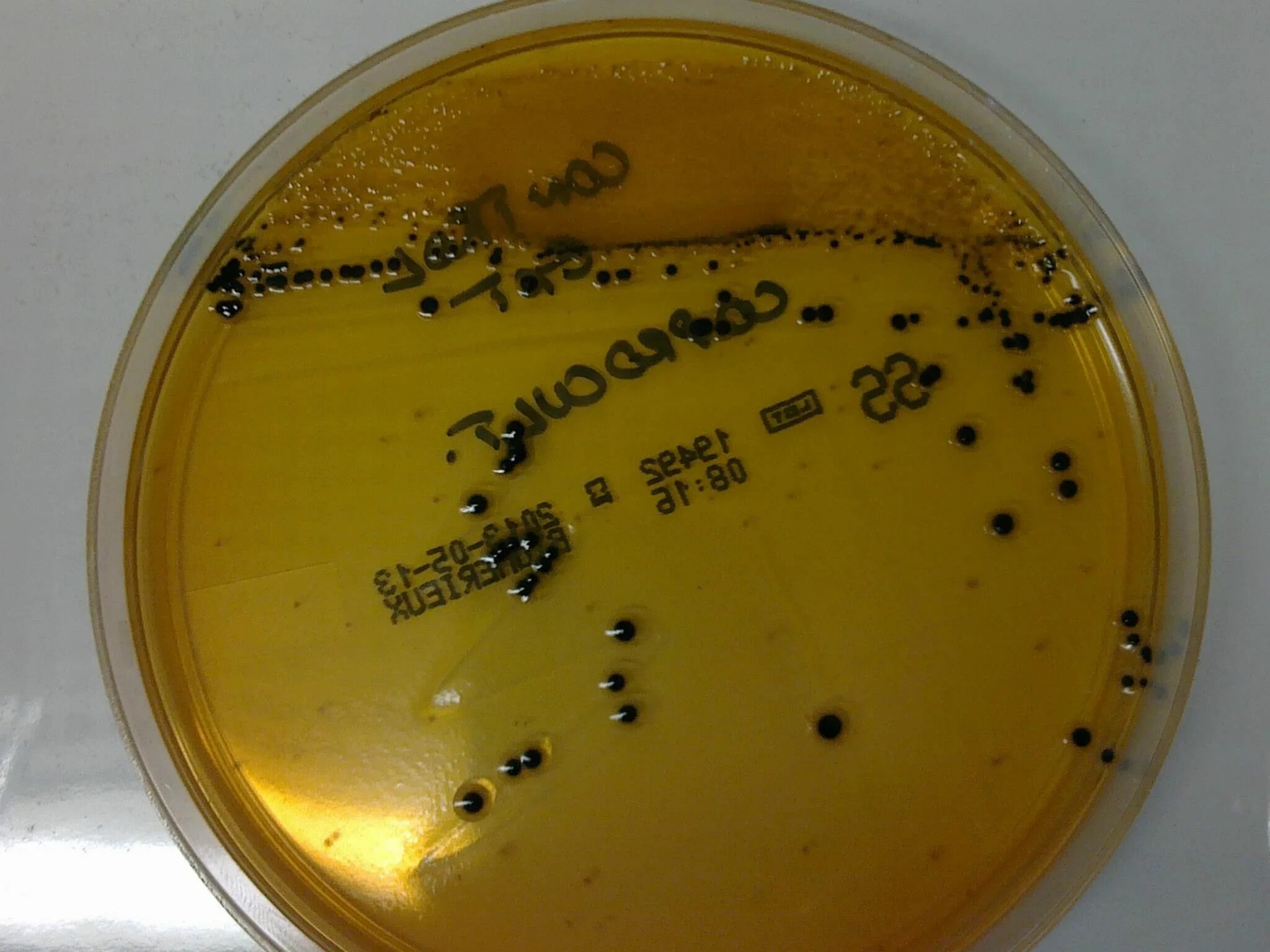 Агар Плоскирева Salmonella. Сальмонелла шигелла агар. Желчный бульон шигеллы. Salmonella микробиология. Staphylococcus aureus среда