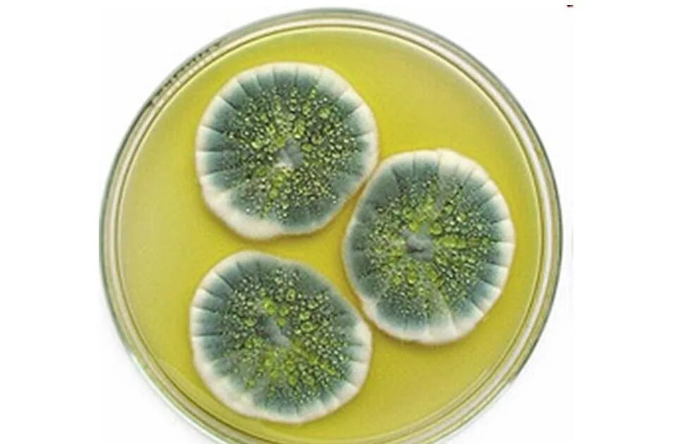 Penicillium notatum пенициллин. Penicillium chrysogenum. Пенициллин в чашке Петри и Флеминг. Плесневые грибы в чашке Петри. Плесневые грибы и антибиотики