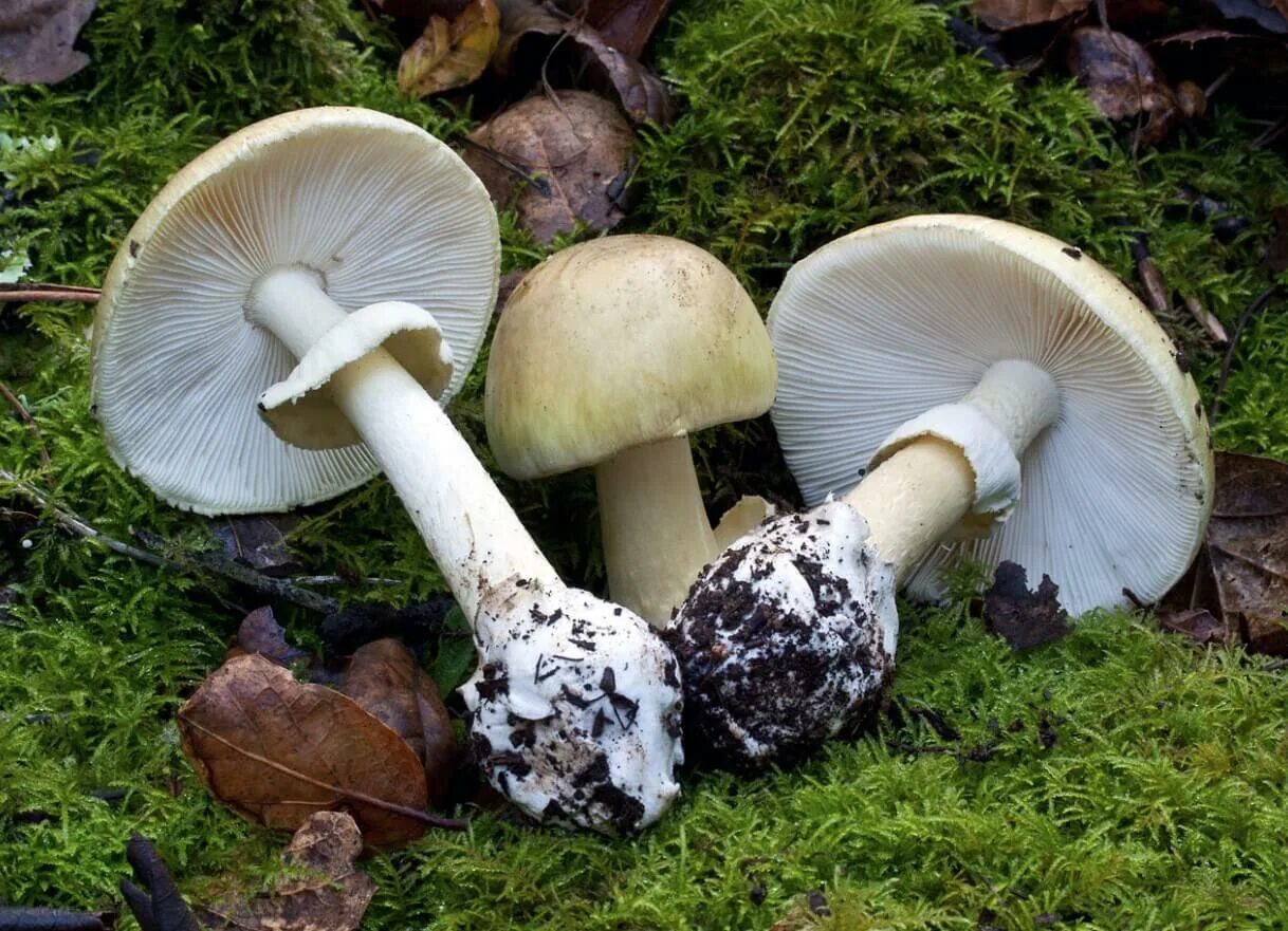 Несъедобное можно. Бледная поганка гриб. Аmanita phalloides – бледная поганка. Ядовитые грибы белая боганка. Бледная погоганка гриб.