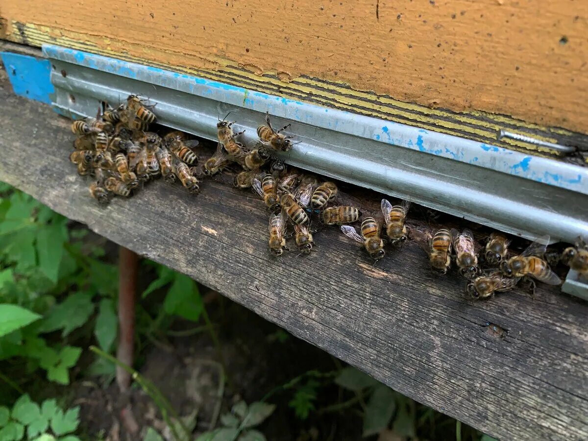Как подсадить матку. Опоношенность пчелиных семей. Пчелиная семья. Подсадил матку пчелиную. Царская пасека.