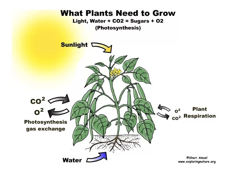 What did you plant. What do plants need to grow. фотосинтез кукурузы. what plants need to grow worksheet. plants grow worksheets.