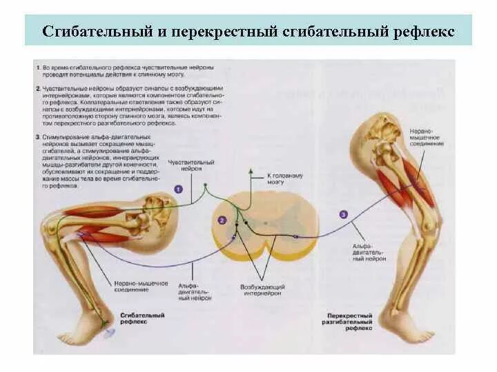 Дуга сгибательного рефлекса. Разгибательный рефлекс физиология. Дуга перекрестного разгибательного рефлекса. Перекрестный разгибательный рефлекс. Локтевой сгибательный рефлекс физиология.