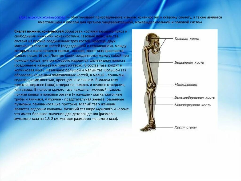 Развитие нижней конечности. Пояс нижних конечностей. Кости тазового пояса и свободной нижней конечности. Особенности нижних конечностей. Нижний пояс нижних конечностей.
