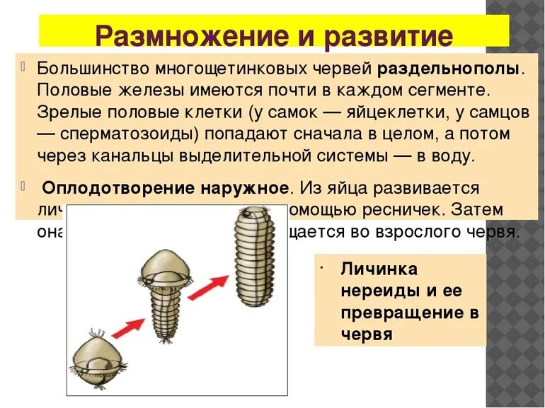 Кольчатые черви половая. Многощетинковые черви половая система. Размножение многощетинковых червей. Половая система полихет. Цикл развития многощетинковых.