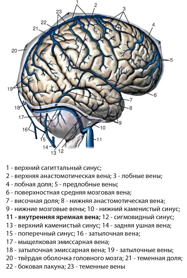 Вены головного мозга. Внутричерепной внутренняя яремная Вена. Наружная яремная Вена анатомия. Вена головного мозга анатомия. Внутренняя яремная Вена внутричерепные притоки.