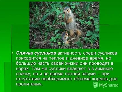 Суслик впадает в спячку