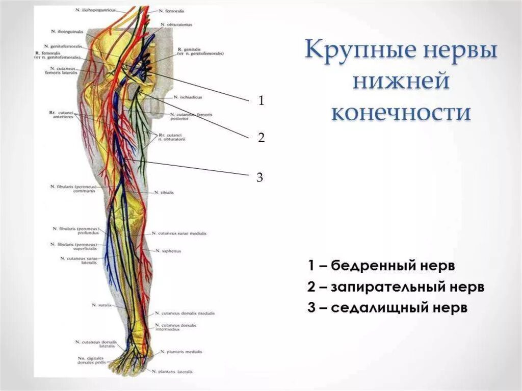 Где нерв на ноге