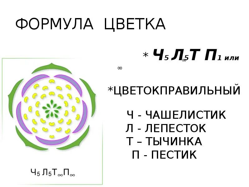 Формула ч л т п. Семейство Розоцветные формула. Ч5л5т5п(2) формула цветка семейства. Формула цветка семейства розоцветных. Формула цветка розоцветных.