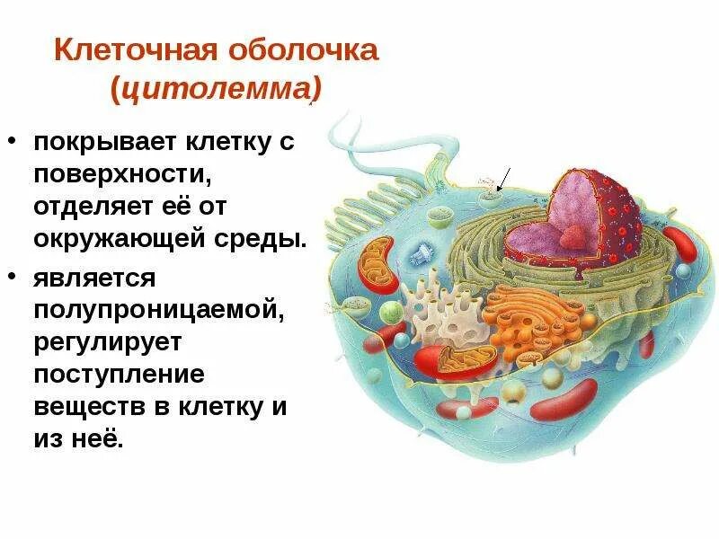 Цитолемма это. Клеточная оболочка отделяет клетку от окружающей среды. Поверхность клетки. Оболочки цитолеммы. Клеточная мембрана цитолемма.