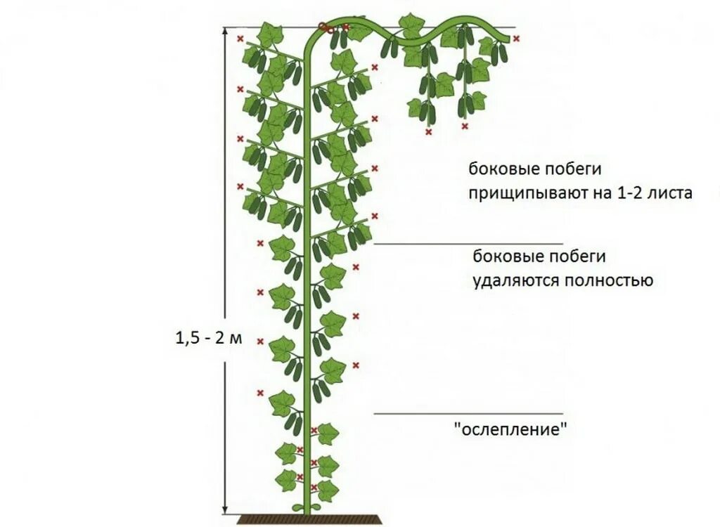 Надо ли прищипывать огурцы. Схема формирования огурцов партенокарпических огурцов. Формирование огурцов f1 в теплице. Как правильно формировать огурцы в теплице пош. Формирование партенокарпических огурцов в теплице схема.