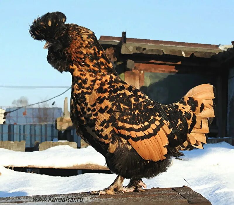 курица павловская золотистая. курица павловская золотистая. павловская золотая курочка порода кур. куры павловская золотистая. павловская порода кур.