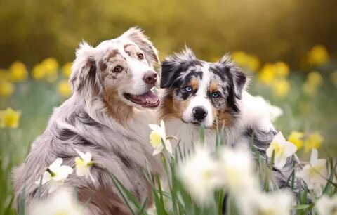 Beautiful dog