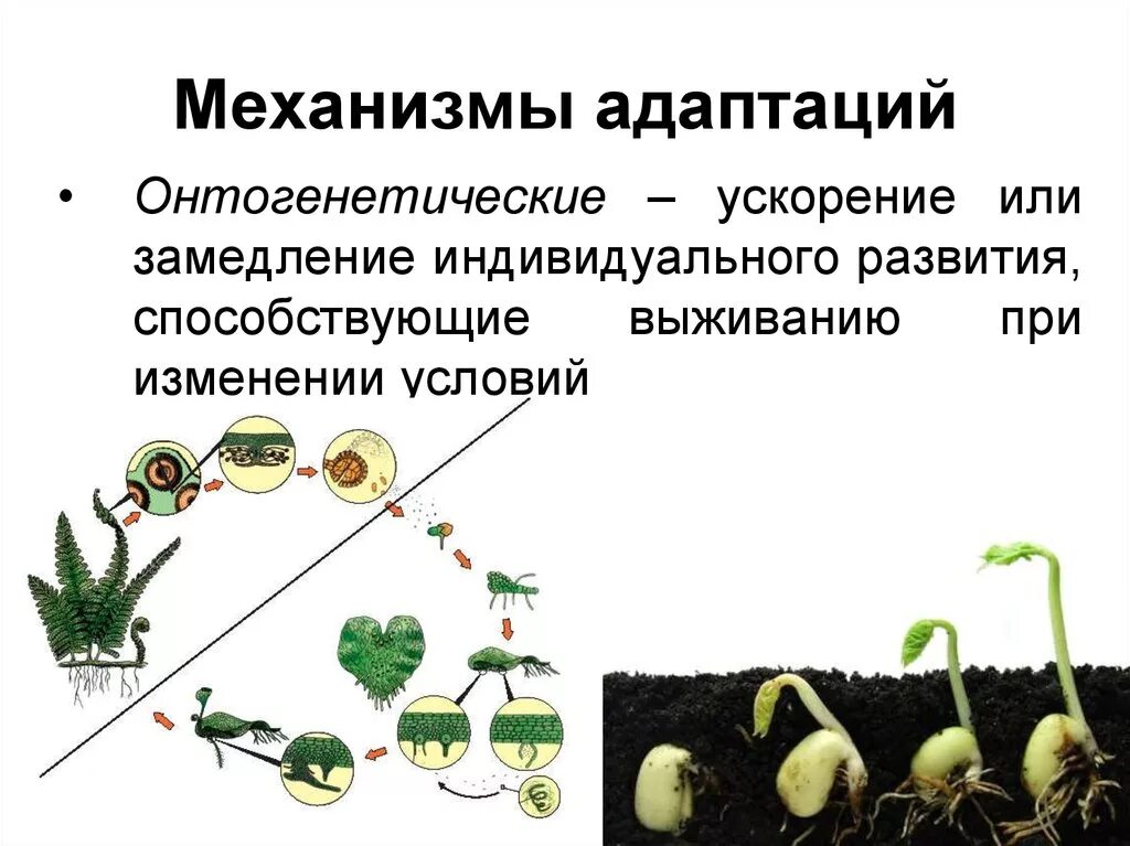 Онтогенетические адаптации примеры. Онтогенетические адаптации примеры животных. Механизм формирования адаптаций. Примеры онтометическая адаптация.