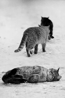 Котик лишний