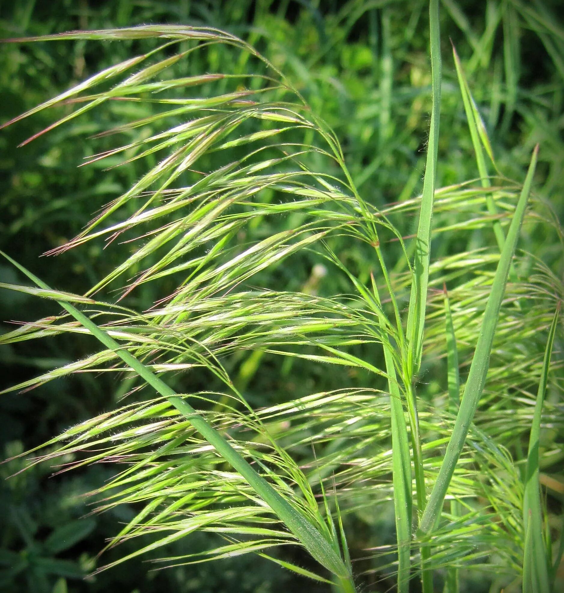 Костер полевой. Кострец безостый. Костёр ржаной (Bromus secalinus). Кострец безостый-Bromópsis inérmis. Кострец (костер) безостый..